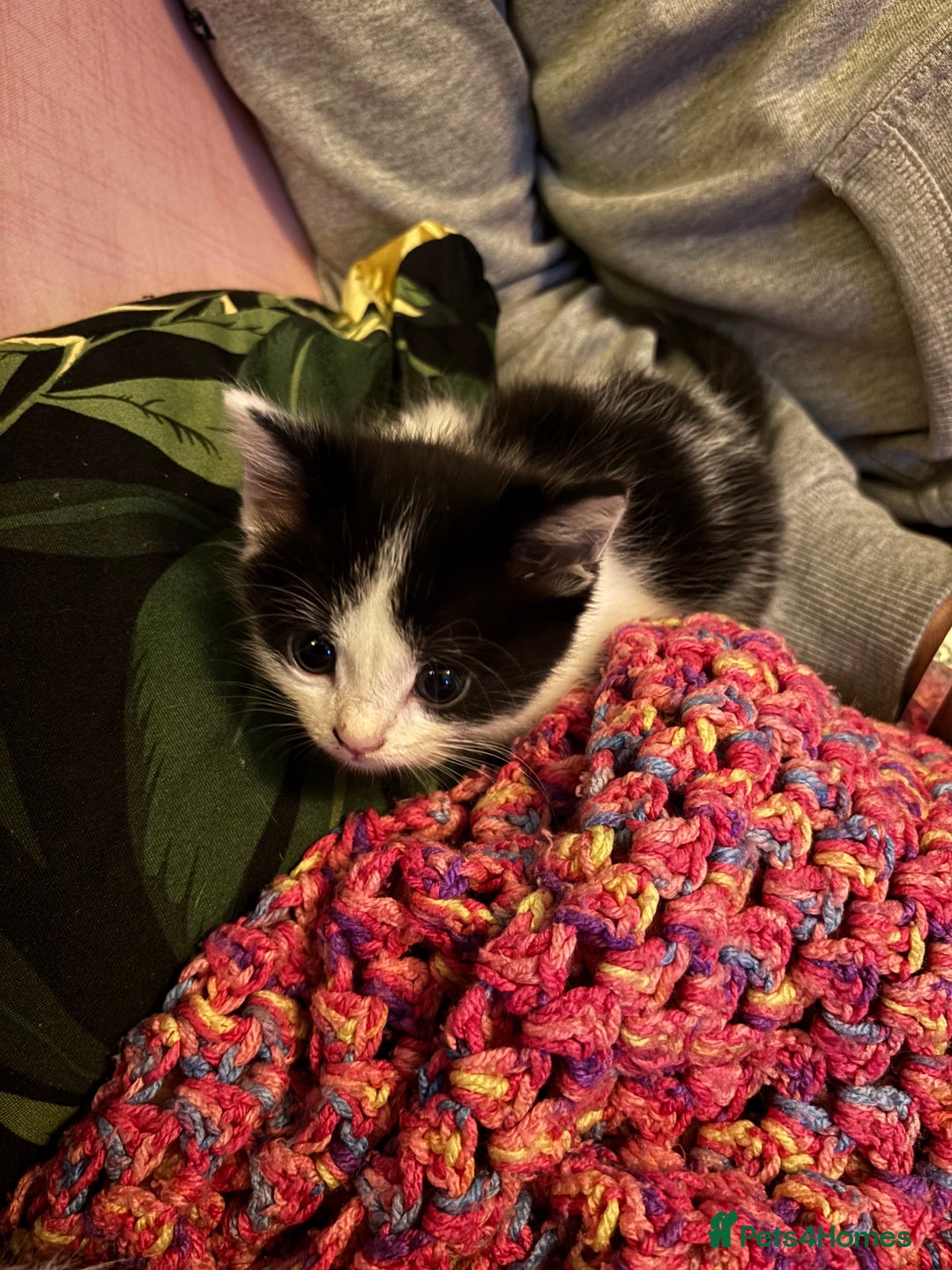 British Longhair cats for sale: Amazingly friendly and beautiful fluff balls - Image 5