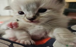 Ragdoll cats for sale: 6 ragdoll kittens  - Image 12
