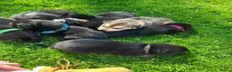 German Shepherd dogs for sale: Meet the German Shepherd Puppy Of Your Choice in Norwich - Advert 2
