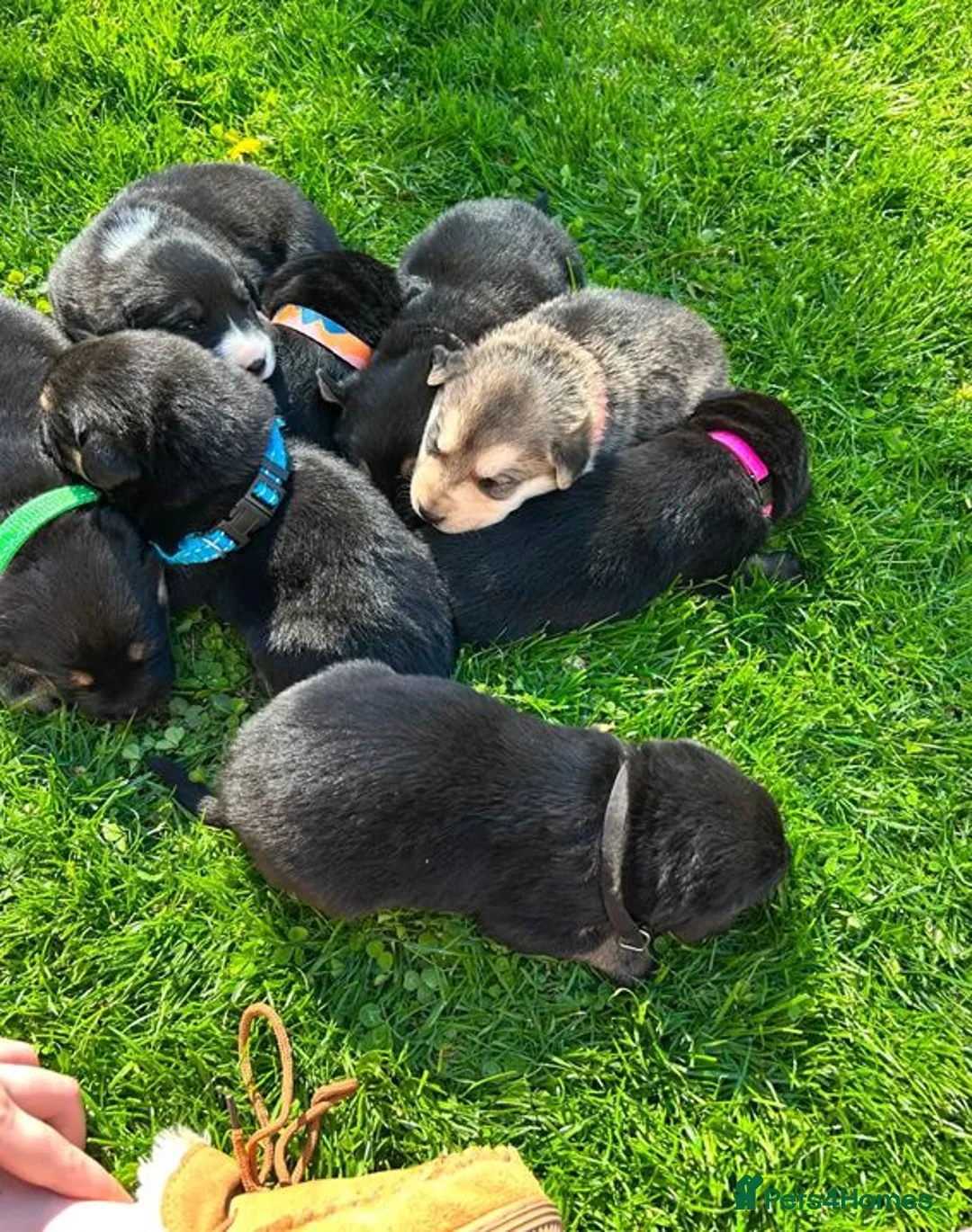 German Shepherd dogs for sale: Meet the German Shepherd Puppy Of Your Choice in Norwich - Advert 2