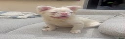 French Bulldog dogs for sale: Chez- Fluffy Frenchie Bulldog  - Advert 3