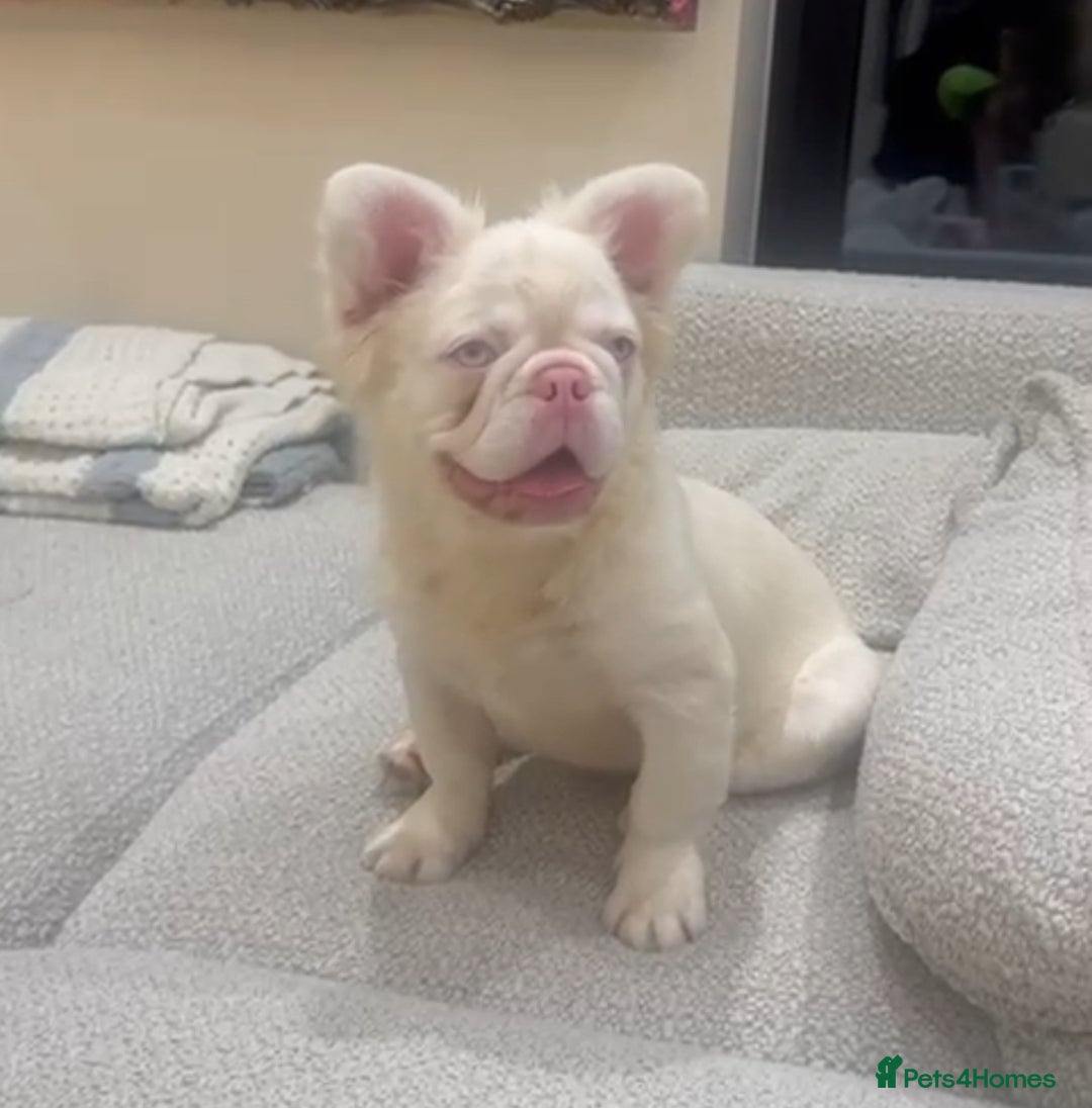 French Bulldog dogs for sale: Chez- Fluffy Frenchie Bulldog  - Advert 3