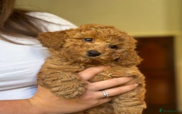 Poochon dogs for sale: 2 female poochon puppies - Image 10