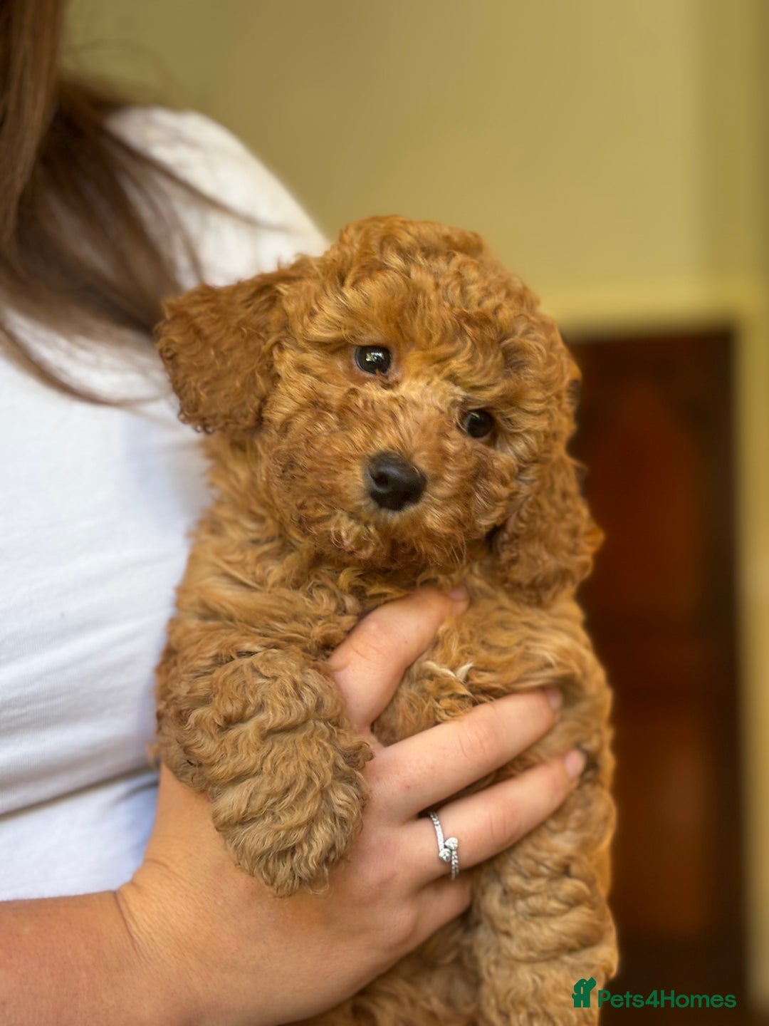 Poochon dogs for sale: 2 female poochon puppies - Image 10