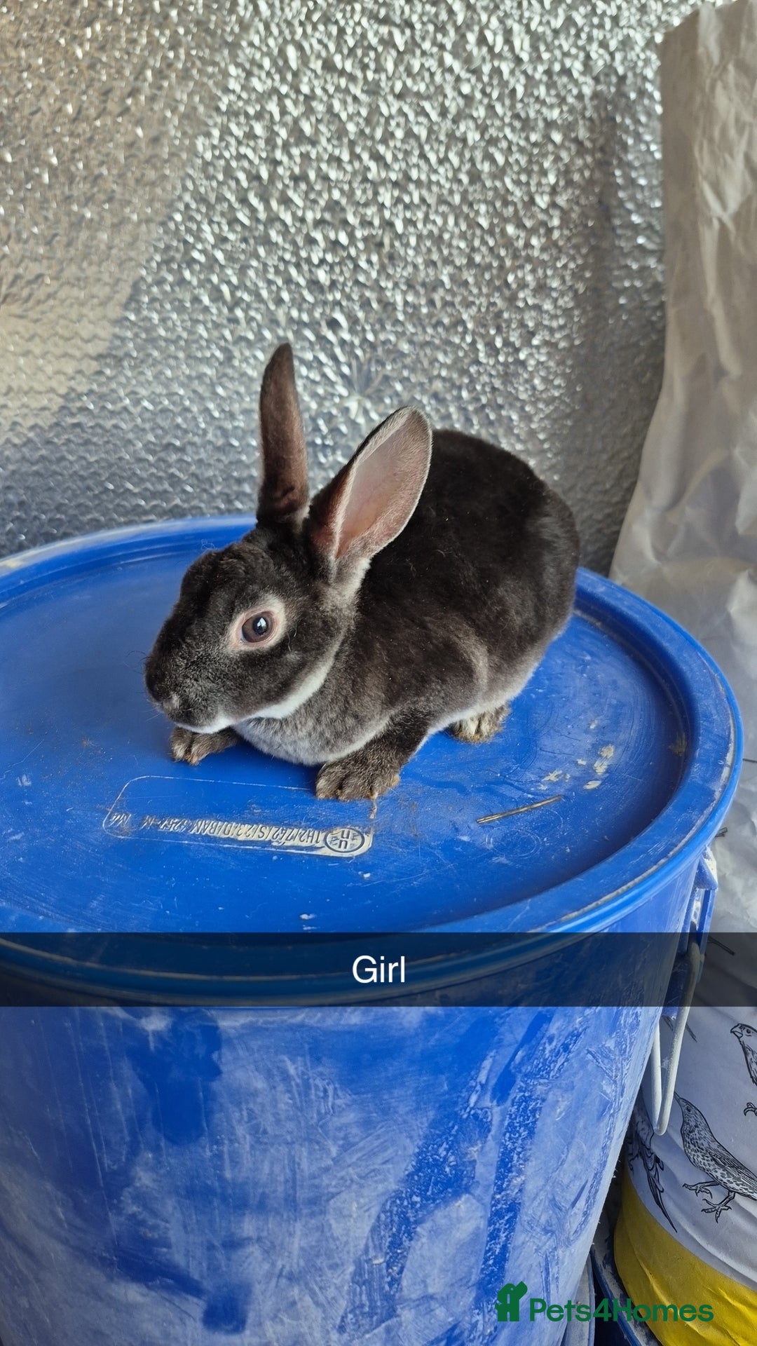 Rex rabbits for sale: Mini Rex Baby Rabbits - Advert 4