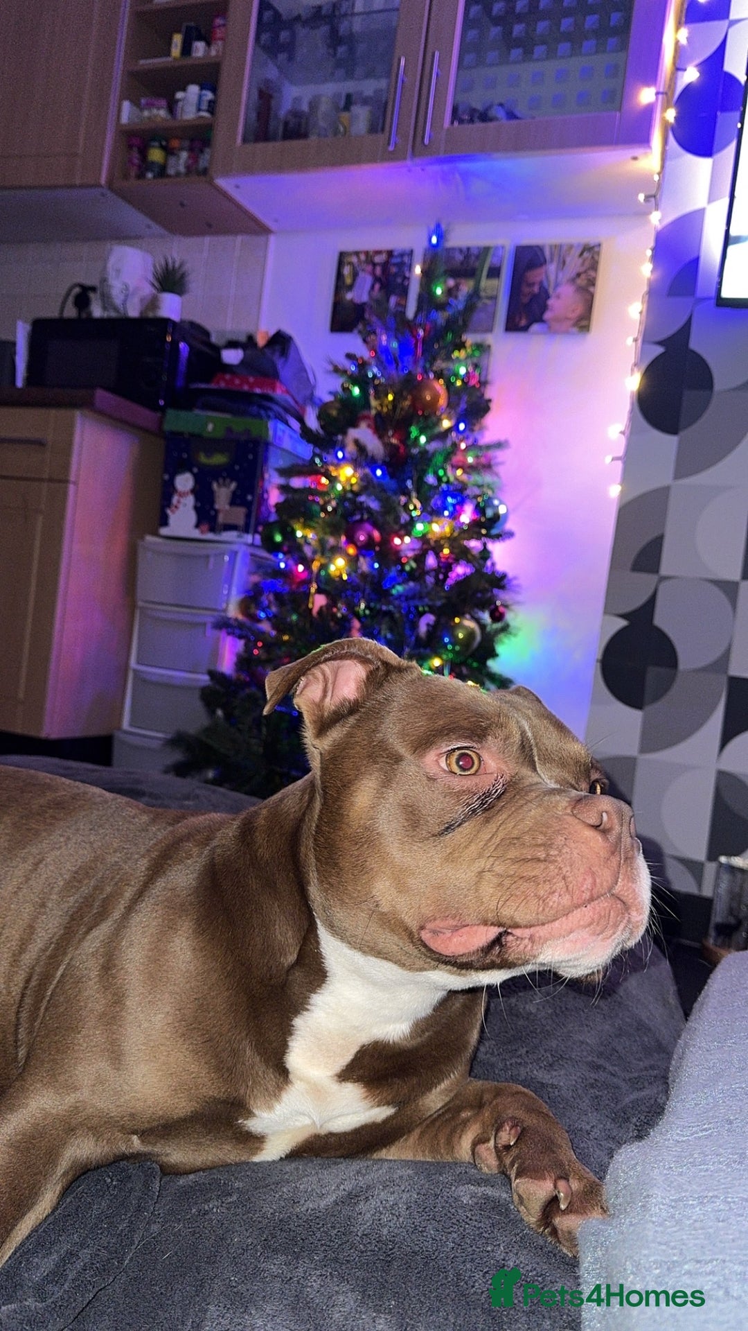 American Bulldog dogs for sale: Micro Bulldog - 2 years old - very loving - Advert 10