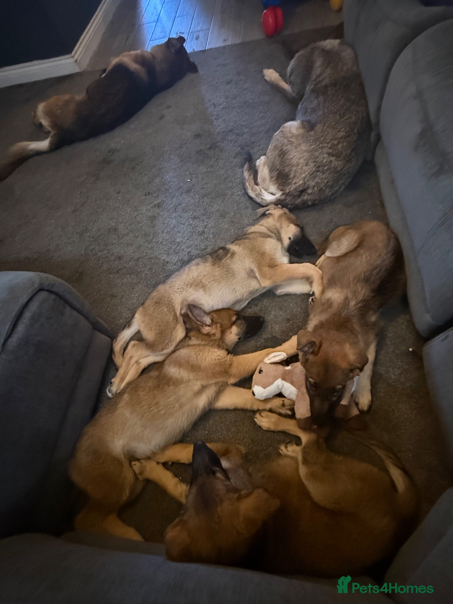 German Shepherd dogs 12 week old German shepherd puppies - Advert 8
