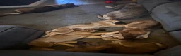 German Shepherd dogs for sale: 12 week old German shepherd puppies in Crook - Advert 1