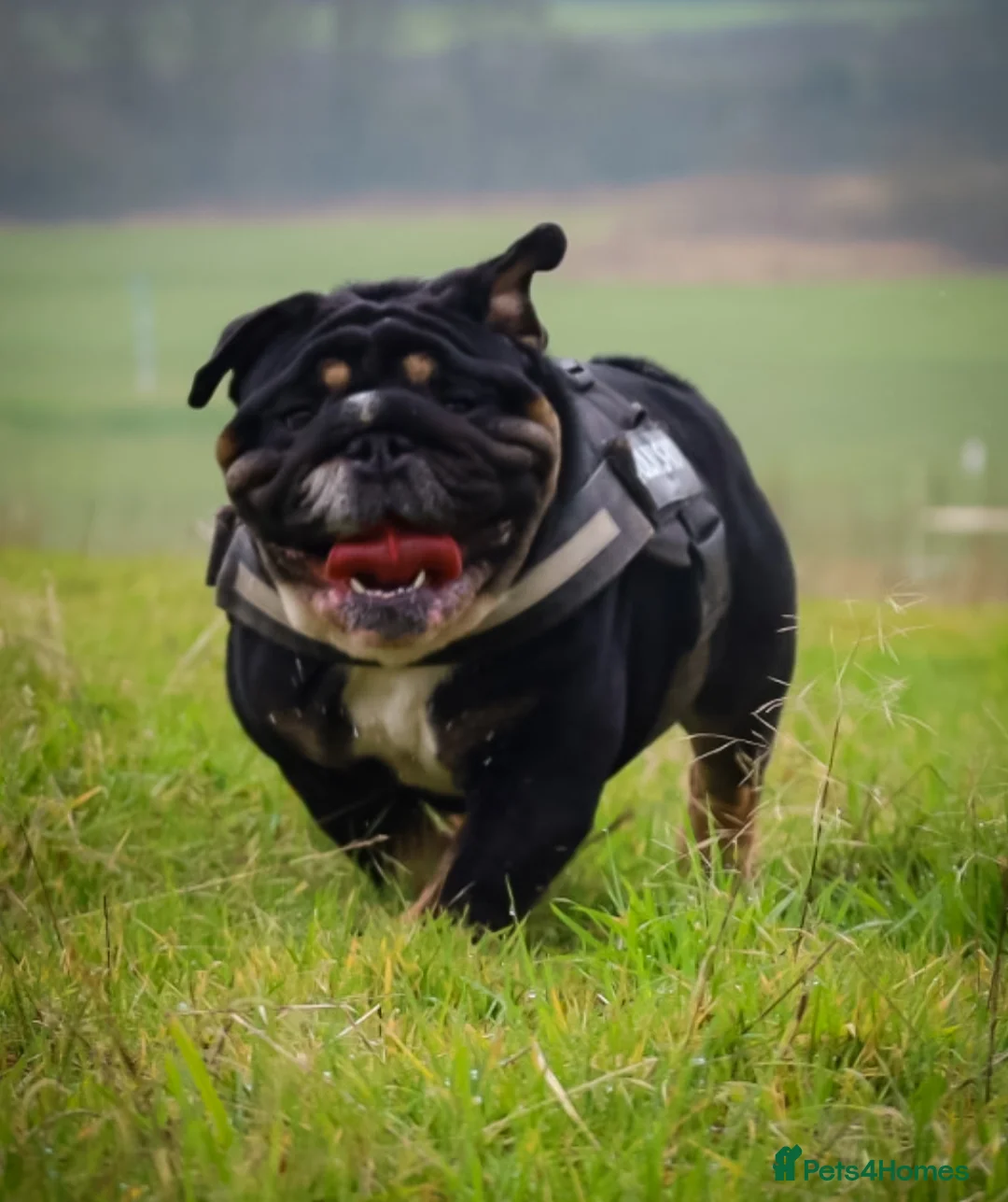 English Bulldog dogs for stud: English bulldog stud  - Advert 4