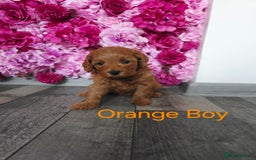 Cavapoo dogs for sale: CAVAPOO F1B RED HEALTY TESTED PARENTS - Image 8