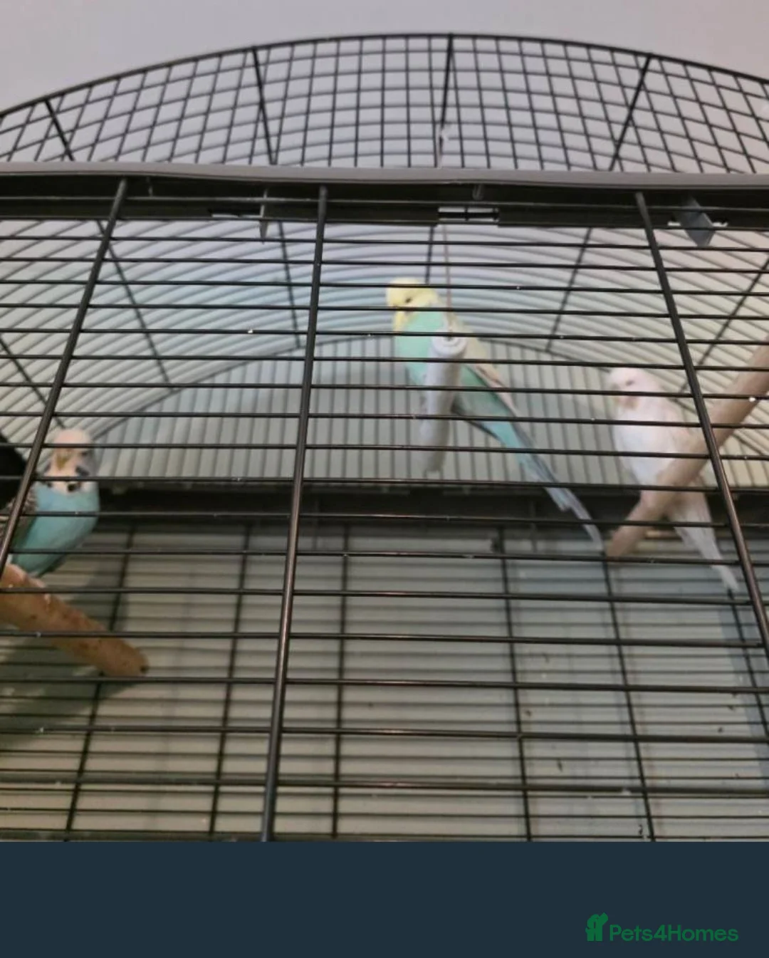 Budgerigars birds for sale: Budgies x 3 and large cage - Advert 1