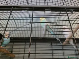 Budgerigars birds Budgies x 3 and large cage - Advert 2