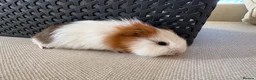 Guinea Pig rodents for sale: 3 baby guinea pigs  - Advert 2