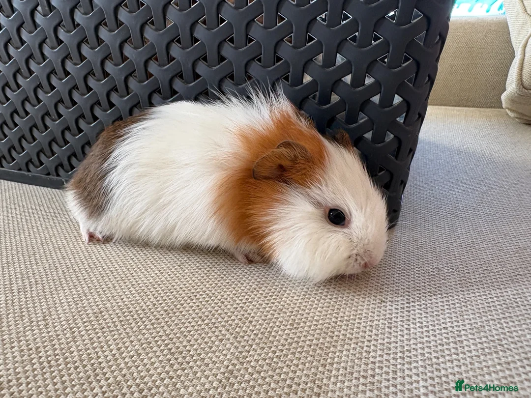 Guinea Pig rodents for sale: 3 baby guinea pigs  - Advert 2