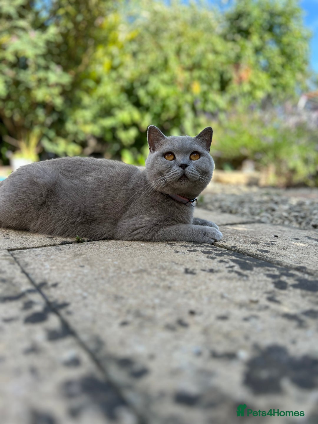 British Shorthair cats for sale: Gorgeous BSH kittens  - Image 18