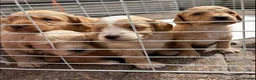 Cockapoo dogs for sale: F2 cockapoos  - Advert 2