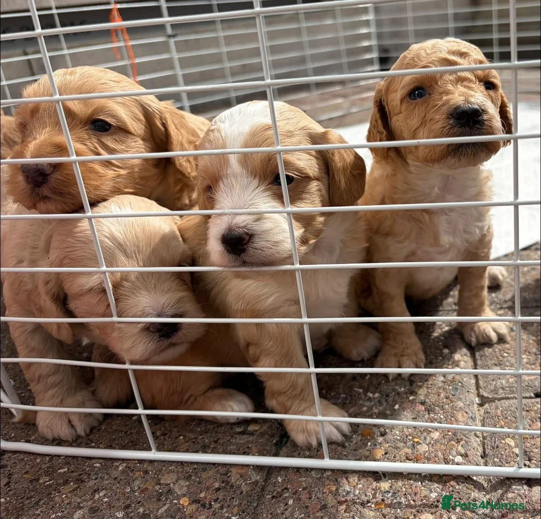 Cockapoo dogs for sale: F2 cockapoos  - Advert 2