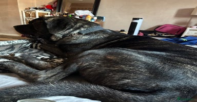 Mixed Breed dogs - Advert 10