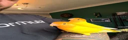 Lovebirds birds for sale: Beautiful Bonded Tame Pair of Lovebirds 1 year old - Advert 5