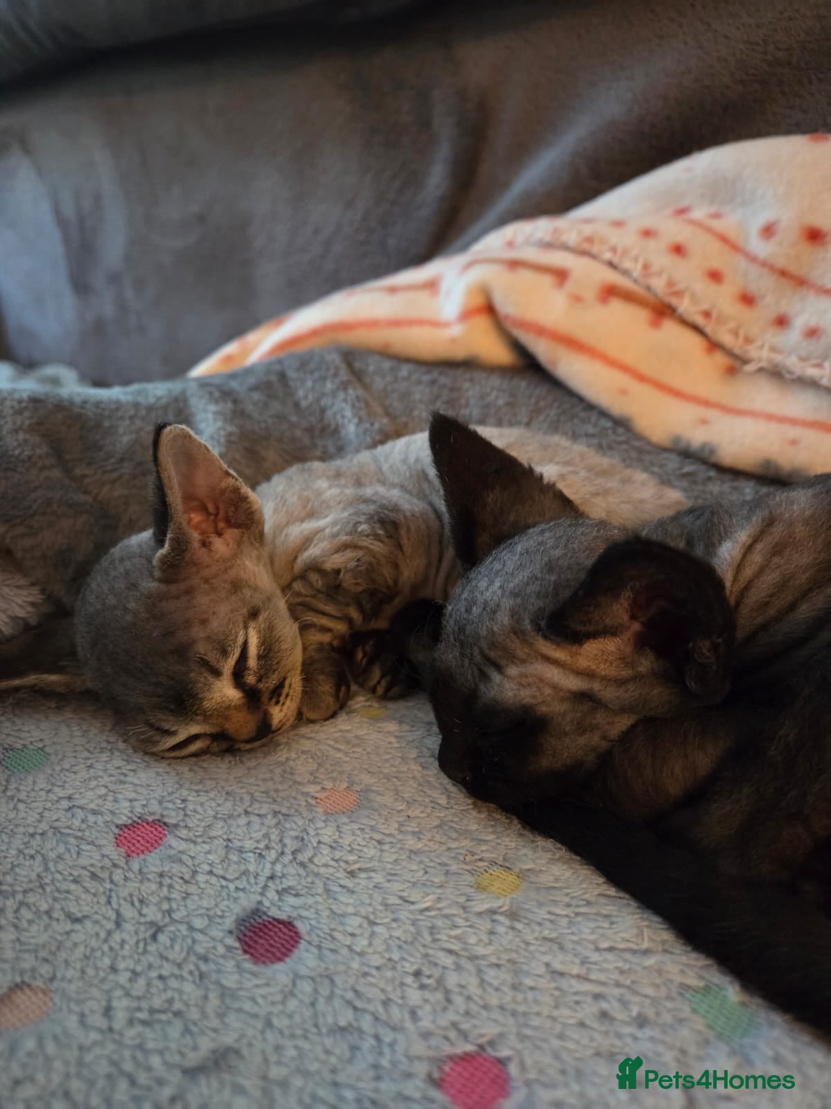 Devon Rex cats Beautiful Devon Rex Kittens 💛 - Advert 2