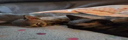 Devon Rex cats for sale: Beautiful Devon Rex Kittens 💛 - Advert 5