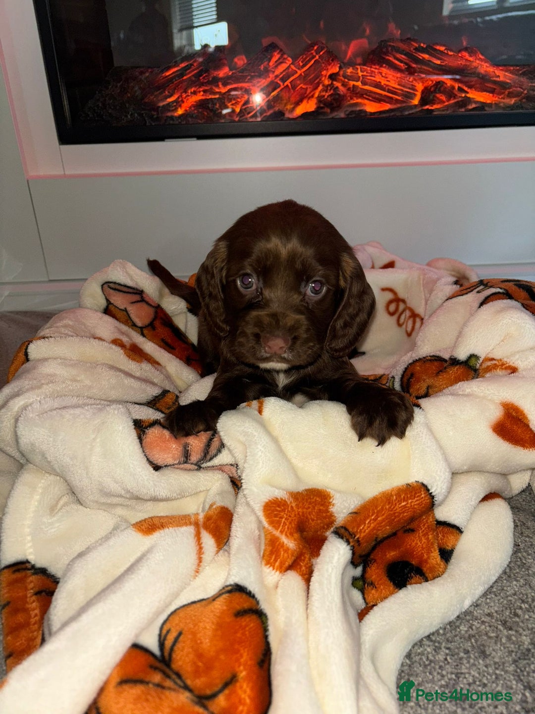 Cocker Spaniel dogs for sale: Cocker spaniel puppies - Image 5