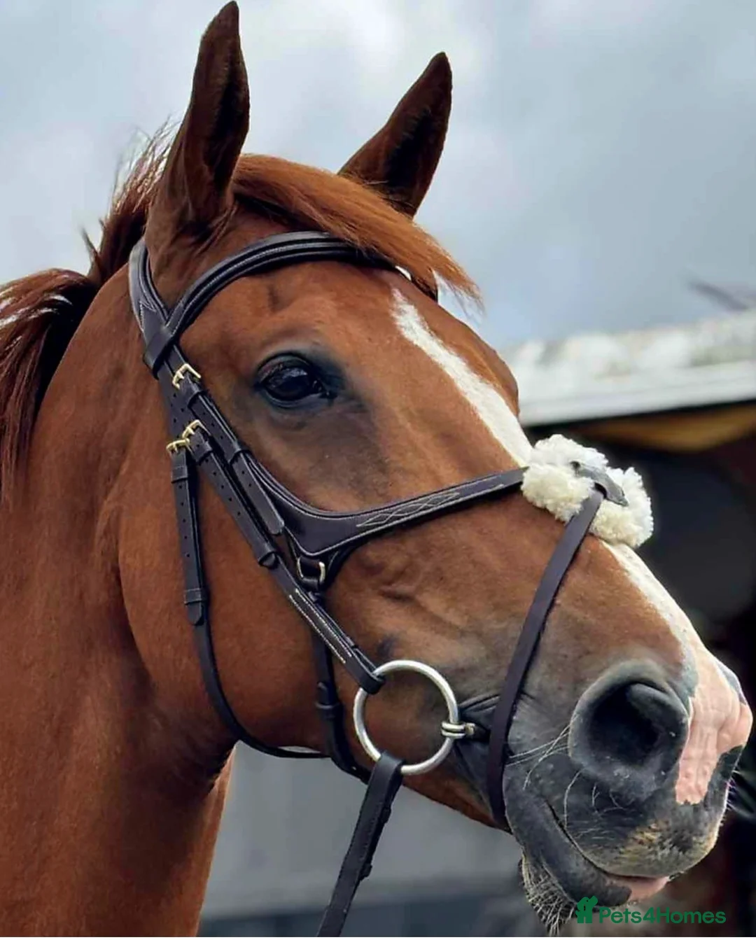 Irish Sports horses for sale: Family dream  - Advert 4