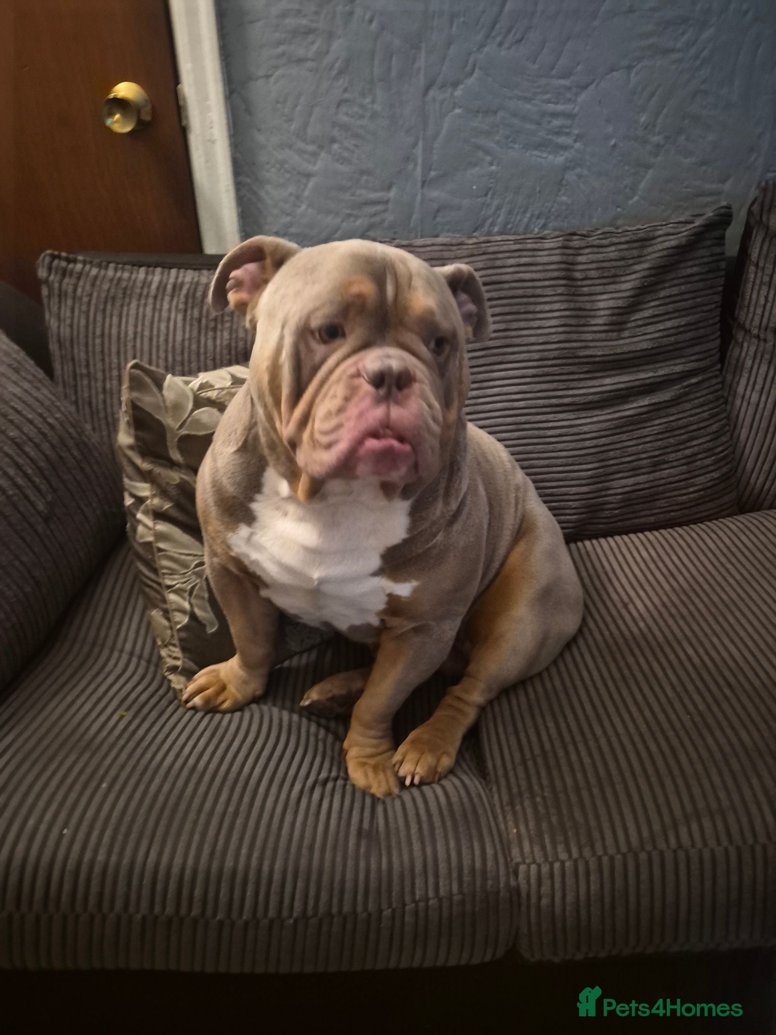 English Bulldog dogs Bruno ready for stud - Advert 1