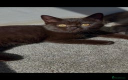British Shorthair cats for sale: Ready now !  Full  British short hair kittens  - Image 7
