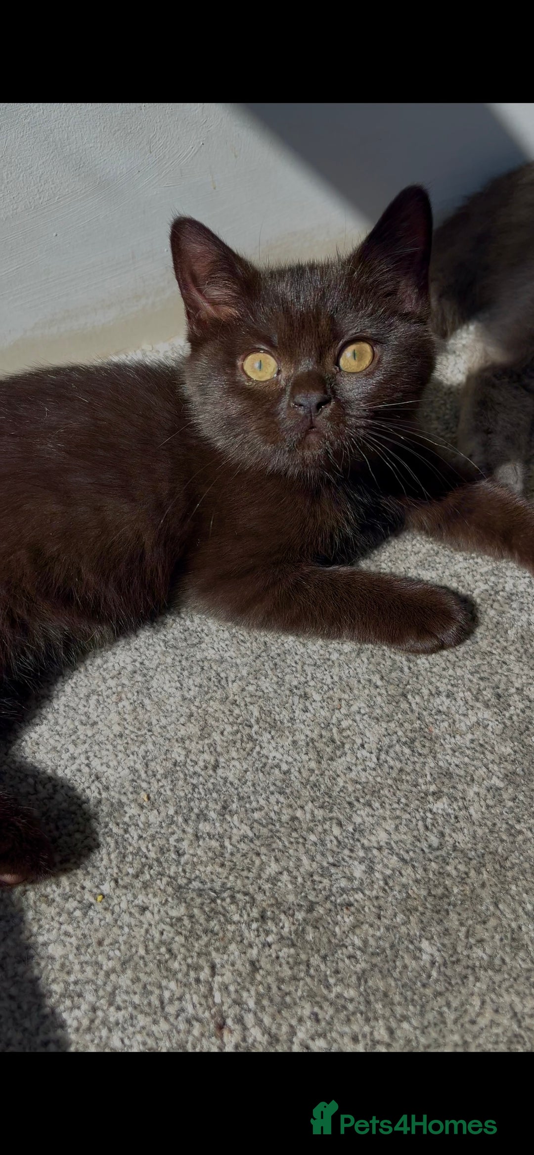British Shorthair cats for sale: Ready now !  Full  British short hair kittens  - Image 7
