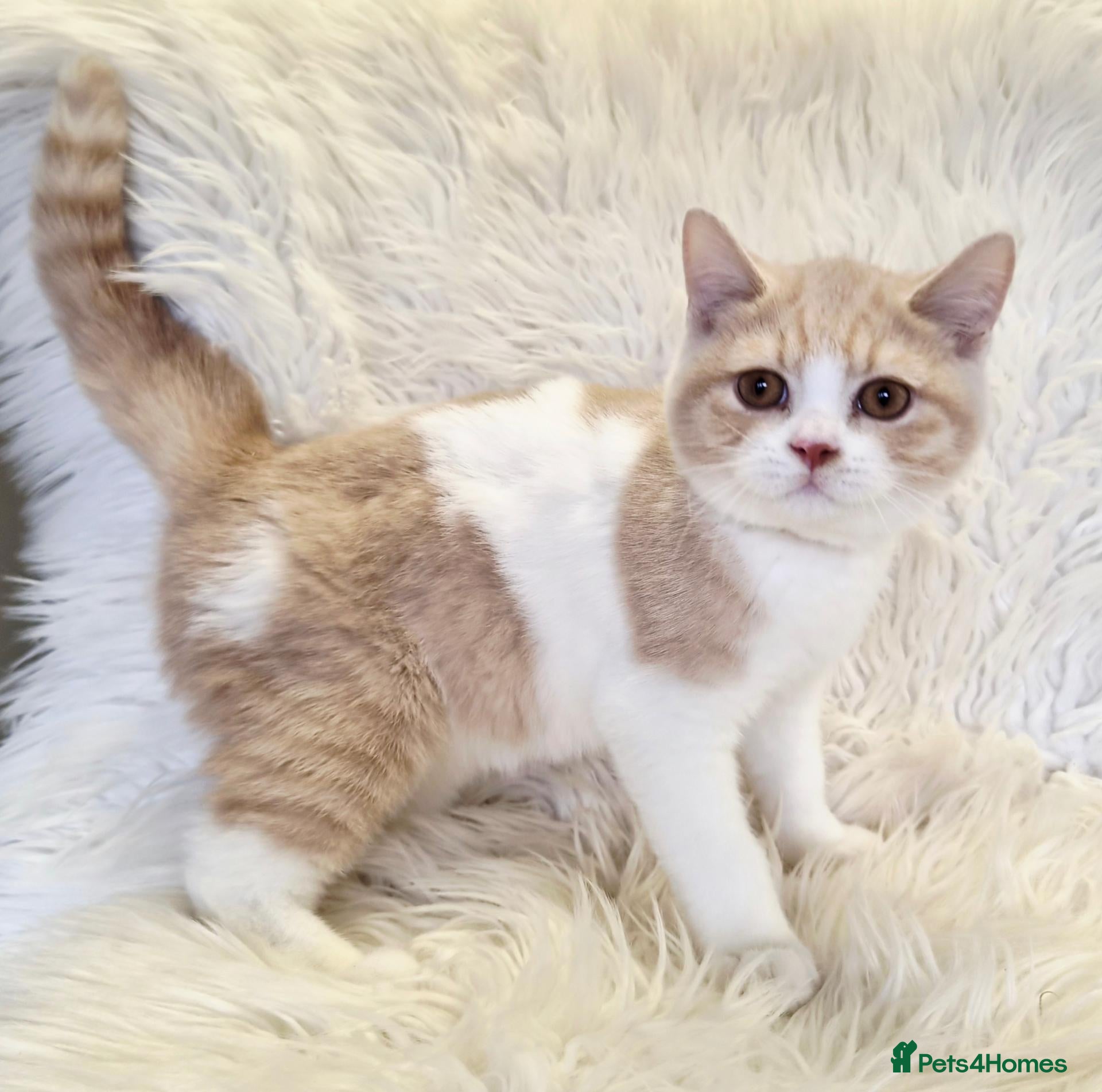 British Shorthair cats Gorgeous British shorthair kittens  - Advert 1