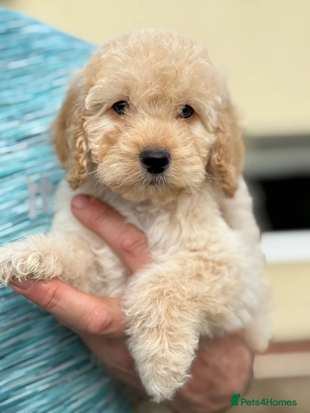 Cockapoo dogs for sale: F1 red and apricot Cockapoo puppies - Advert 2