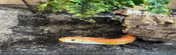 Corn Snake reptiles for sale: Corn snake and complete set up  - Advert 3