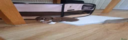 Dachshund dogs for sale: Minature dachshound puppies in Bedlington - Advert 8