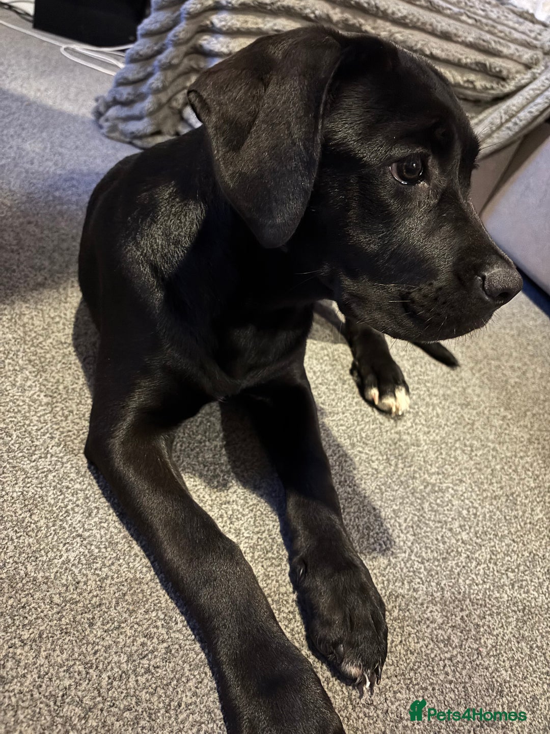 Cane Corso dogs for sale: Cane Corso puppy called “Baby” - Image 10
