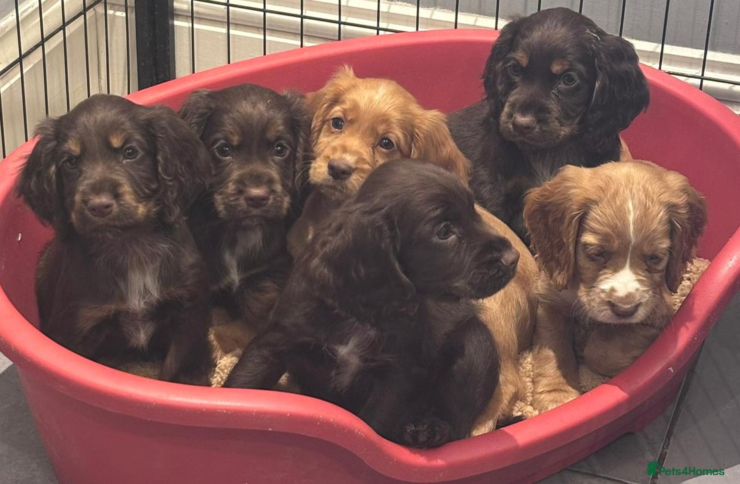 Cocker Spaniel dogs for sale: Working cocker spaniels puppies kc reg - Image 13