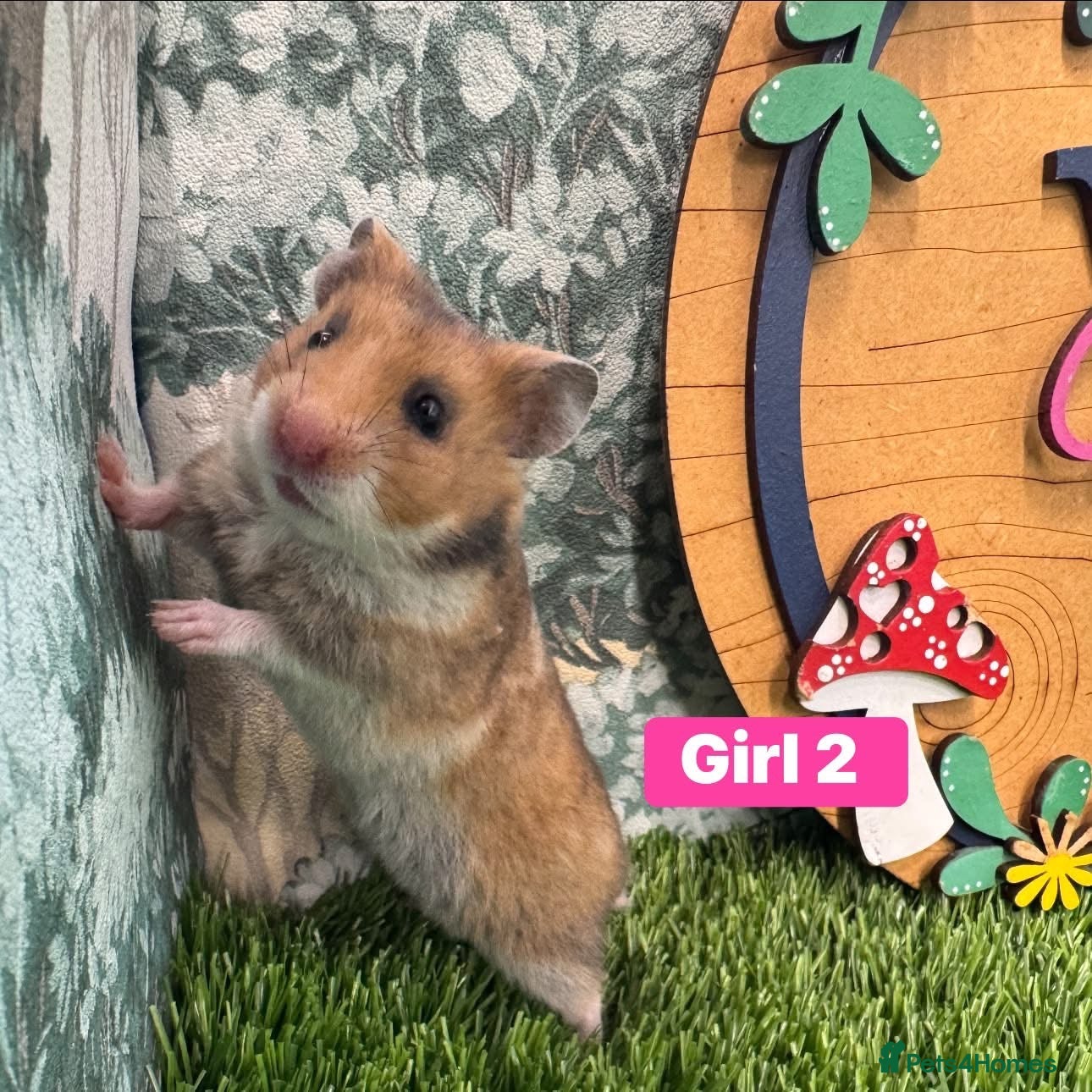 Hamster rodents Baby Syrian Hamsters Males Females Pedigree - Advert 1