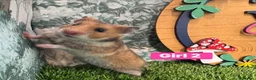 Hamster rodents for sale: Baby Syrian Hamsters Males Females Pedigree - Advert 1