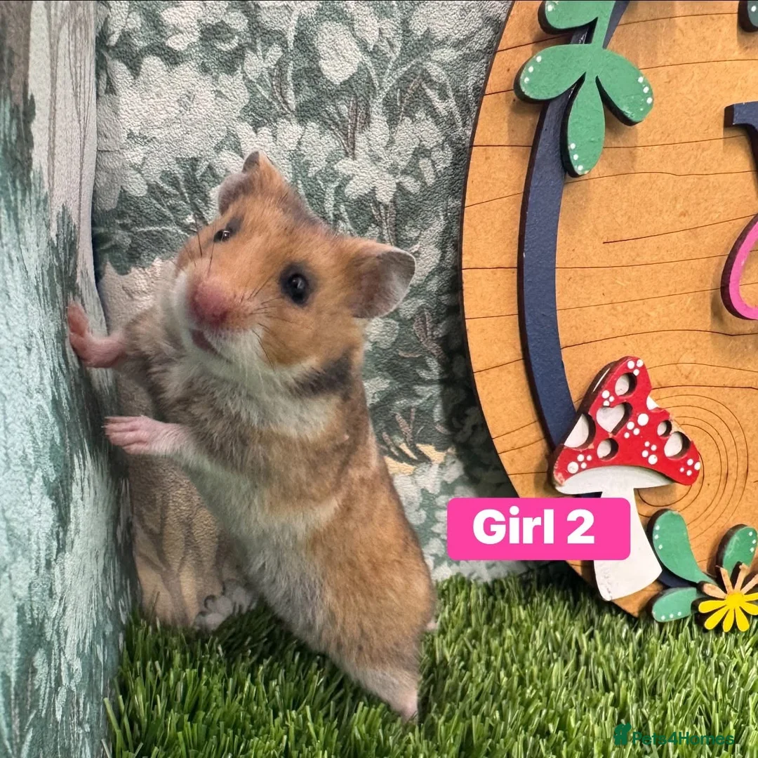 Hamster rodents for sale: Baby Syrian Hamsters Males Females Pedigree - Advert 1