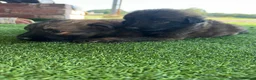 German Shepherd dogs for sale: German shepherd pups - Advert 2