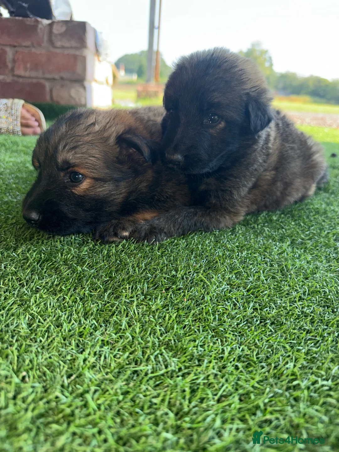 German Shepherd dogs for sale: German shepherd pups - Advert 2