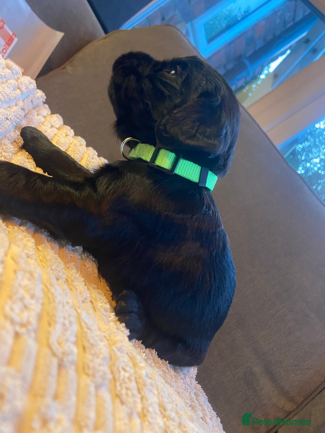 Cocker Spaniel dogs for sale: 10 Gorgeous KC Cocker Spaniel Puppies - Image 33