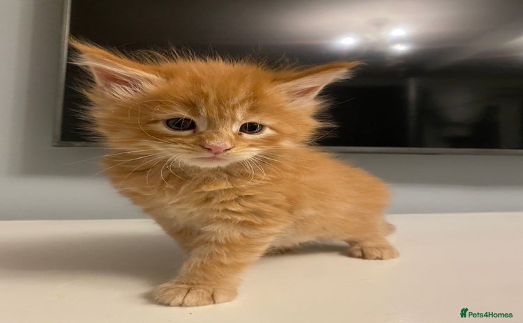 Maine Coon cats - Advert 16