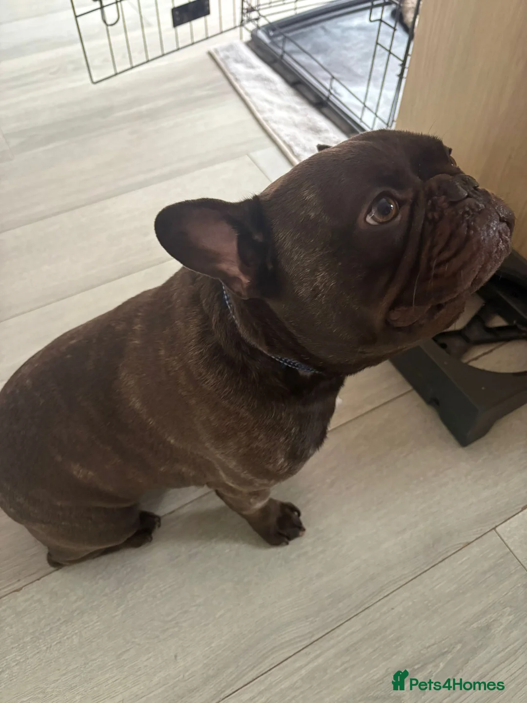 French Bulldog dogs for sale: 2 year old French Bulldog - MILO in York - Advert 2