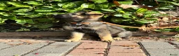German Shepherd dogs for sale: GERMAN SHEPHERD PUPPIES 4 BOYS & 2 GIRLS - Advert 4