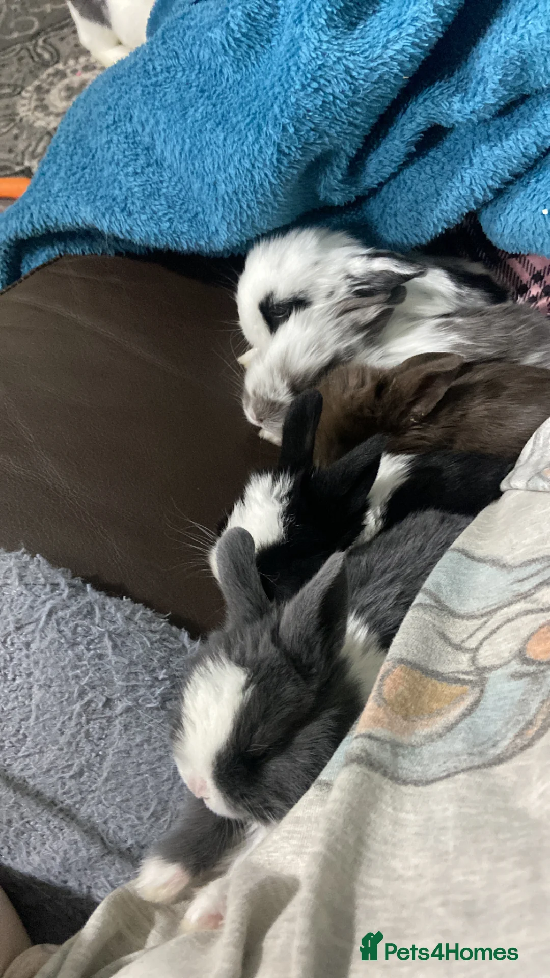 Mixed Breed rabbits for sale: Four lionhead x Dutch baby bunnies  in Nottingham - Advert 1