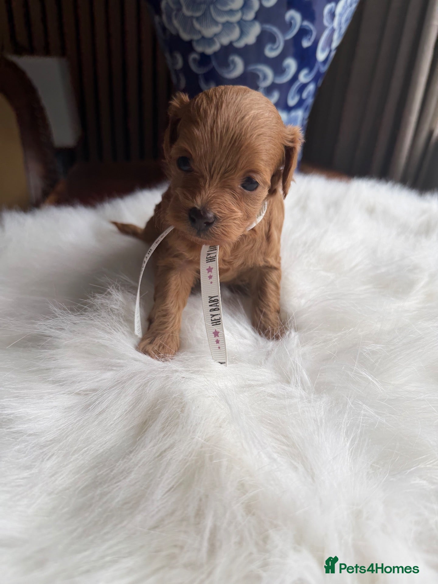 Maltipoo dogs for sale: 🧸 Exceptional Asian F1b Maltipoo Puppies - Advert 5