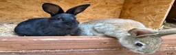 Mixed Breed rabbits for sale: Continental giant x  - Advert 12