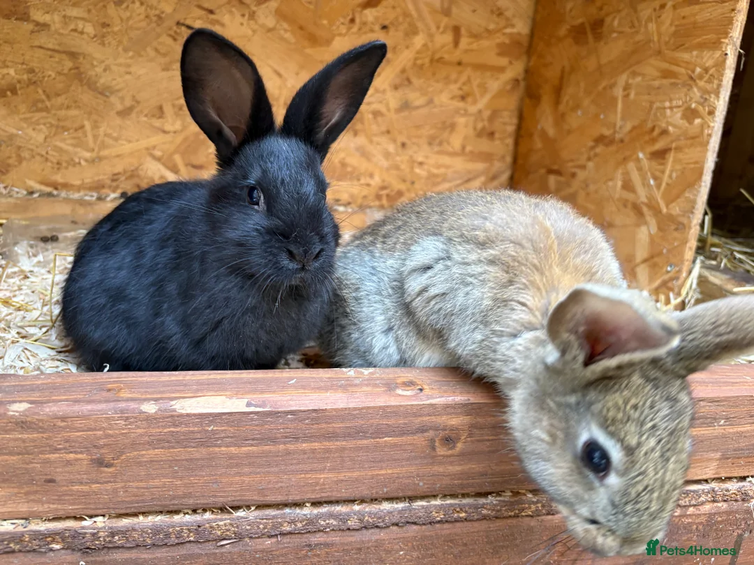 Mixed Breed rabbits for sale: Continental giant x  - Advert 12