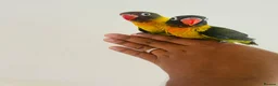 Lovebirds birds for sale: Hand reared lovebirds for sale  - Advert 17